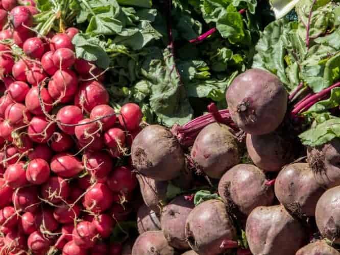 Fresh radishes and beets for healthy eating and cooking.